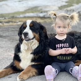 Eden - Bernese Mountain Dog