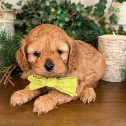 Spruce - Green Collar - Red male Cavapoo puppy in South Jordan, Utah from Simply Sweet Paws. LLC
