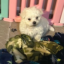 "Kai" Maltese Puppies from Genice’s Small Wonders