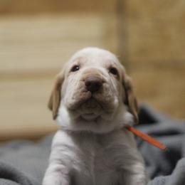 Willie - White and orange male Bracco Italiano puppy in Williamsburg, Virginia from Eastern Breeze