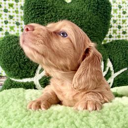 Cream boy - Cream male Dachshund puppy in Orlando, Florida from Weiner Wunderland of Central Florida