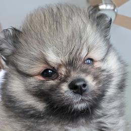 Beverly - Cream sable female Pomeranian puppy in El Centro, California from BabyBooPoms