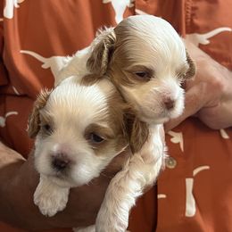 Cavapoo and Shihpoo Puppies from Haus of Doodles