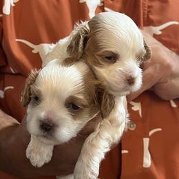 Cavapoo and Shihpoo Puppies from Haus of Doodles
