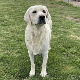 Sadie - Labrador Retriever