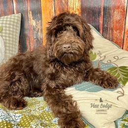 Amsterdam - Australian Labradoodle