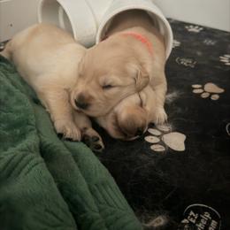 Purple - Golden female Golden Retriever puppy in Van Alstyne, Texas from Grace N Goldens
