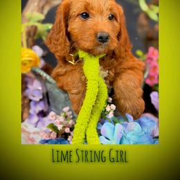 Bernedoodle, Goldendoodle, Golden Retriever, and Poodle Puppies from Red String Farmstead