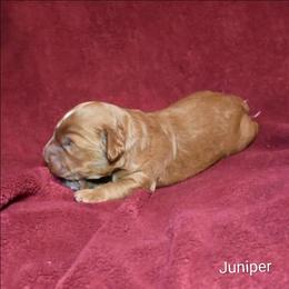 Juniper - Buff male Cockapoo puppy in Sunset, Louisiana from Cano Cockapoos