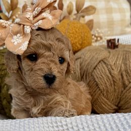 Cavapoochon puppies from Apricot Lane Puppy