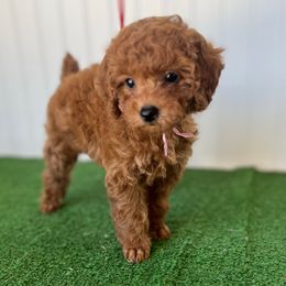 Cherry - Red  female Poodle puppy in Springtown, Texas from North Texas Puppies