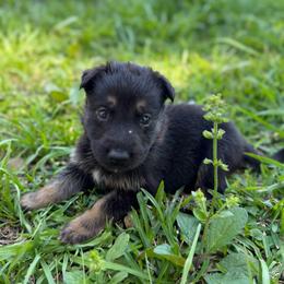 Pluto - Black and silver male German Shepherd puppy in Lake Charlse, Louisiana from Dettaalpha Kennels