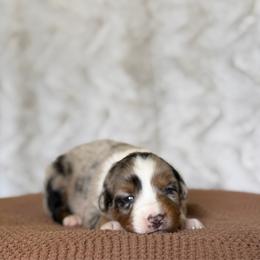 Girl 4 - Blue merle female Australian Shepherd puppy in Argyle, Iowa from Country Time Kennels