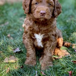 Australian Labradoodle Puppies from Cascade Canyon Labradoodles