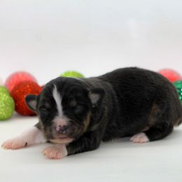 Male 1 - Black tri male Miniature American Shepherd puppy in Childress, Texas from Taylor Farms