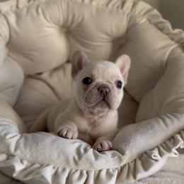 Kuggis Box - White female French Bulldog puppy in Cedar Hill, Texas from Puppy Paper House
