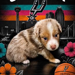 Julian - Red merle male Australian Shepherd puppy in Alamogordo, New Mexico from Two Nichols Aussies