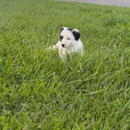 Charger - Black and white male Border Collie puppy in Owenton, Kentucky from Three16 Ranch