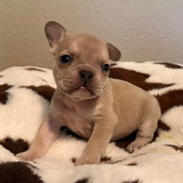 Corbin - Fawn and white male French Bulldog puppy in Wichita, Kansas from Let's keep it frenchie!