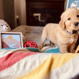 Golden Retriever Puppies from TaylerMade Goldens