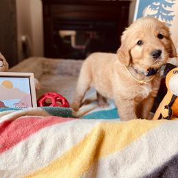 Golden Retriever Puppies from TaylerMade Goldens