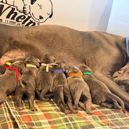 Puppy - Blue male Great Dane puppy in Baltimore, Ohio from River Rock Danes