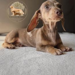 Esma - Fawn (isabella) and cream female Dachshund puppy in Lumber City, Georgia from Willow Run LLC