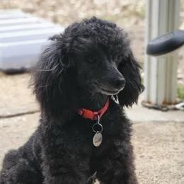 Cole - Poodle