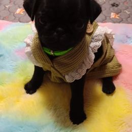 Pug and Shiba Inu Puppies from khshibas-khpugs