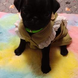 Pug and Shiba Inu Puppies from khshibas-khpugs