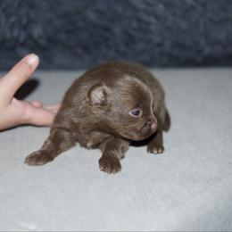 Lily - Chocolate female Pomeranian puppy in Saint Ignatius, Montana from Pomeranians Montana