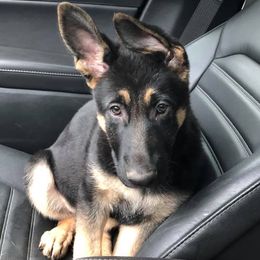 German Shepherd Puppies from Stacey’s German Shepherds