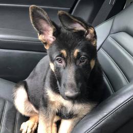German Shepherd Puppies from Stacey’s German Shepherds