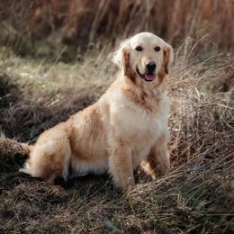 Piper - Golden Retriever