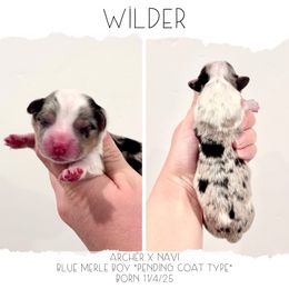 Wilder - Blue merle and white male American Corgi puppy in Santaquin, Utah from Blacktail Mountain Corgis