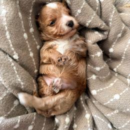 Boy 1 - Apricot male Goldendoodle puppy in Sacramento, California from Golden Heart Doodles