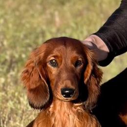 Ronnie - Dachshund