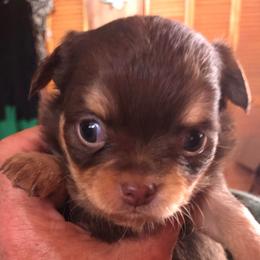 Abigail Reese - Chocolate and tan female Chihuahua puppy in Amelia, Virginia from Pannell’s Precious Pups