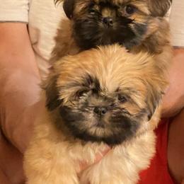 Shih Tzu Puppies from Once in a Lifetime Shih Tzu