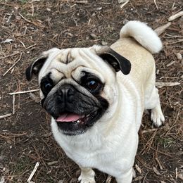 "Gator" Pug All Grown Up from Oakcreek Farm