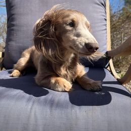 Archie - Dachshund