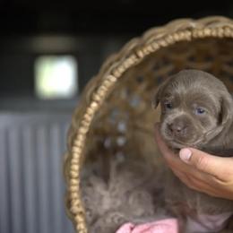 Miss Dark Blue - Chocolate female Labrador Retriever puppy in Morrill, Kansas from Grimm Girls Farm