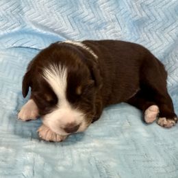 Gunner - Red tri-color male Australian Shepherd puppy in Blomkest, Minnesota from Meljestic Farms