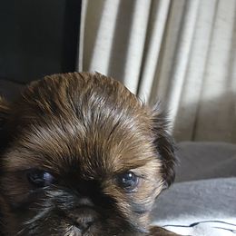 Shih Tzu Puppies from A fuzzy piece of heaven