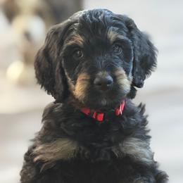 Poppy - Phantom female Bernedoodle puppy in Phelan, California from PuppyPaws4U
