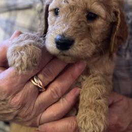 Poodle Puppies from Desert Horizon poodles