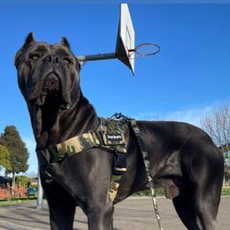 Zeus - Cane Corso