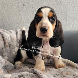 Red collar - Black white and brown female Basset Hound puppy in Alton, Illinois from Show Me Great Danes and Basset Hounds