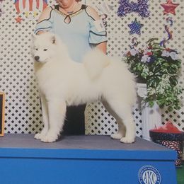 Hermione - Samoyed