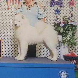 Hermione - Samoyed